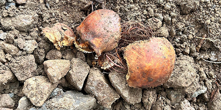 Gümüşhane'de şok olay! Kanalizasyon çalışmaları genişletildi