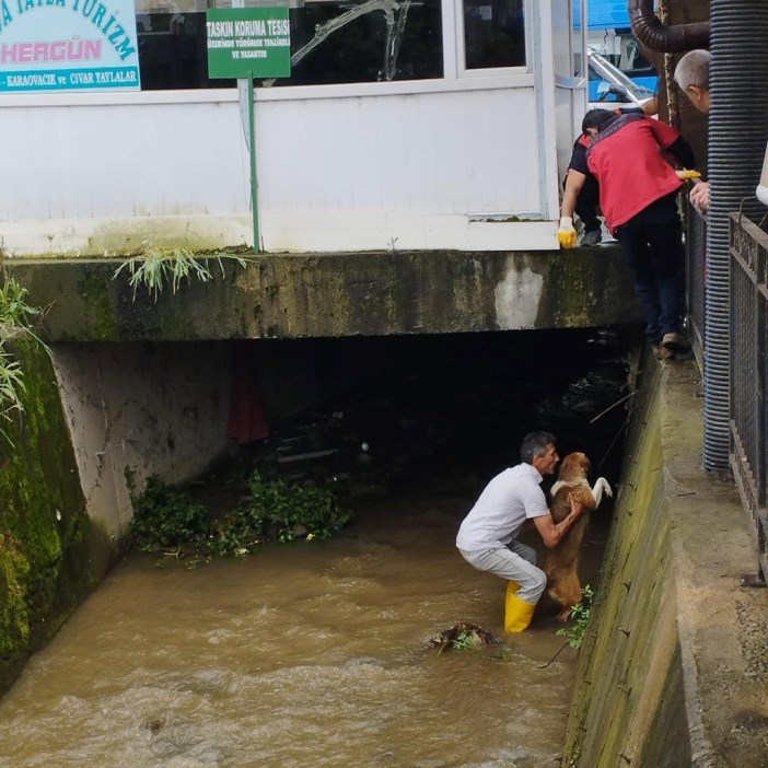 giresunda-dereye-dusen-kopek-icin-seferberlik-001.jpg