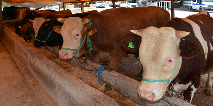 Gece kurban kesilir mi? O soruya cevap geldi!