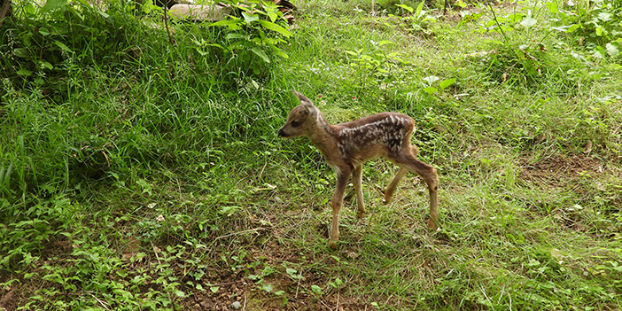 Artvin'de kuyudan çıkarıldı! Bebek gibi bakılıyor