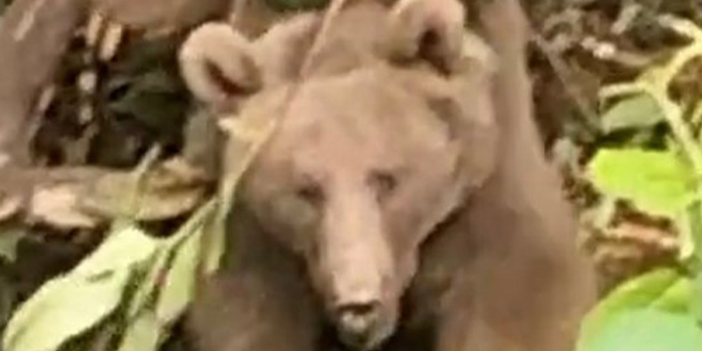 Rize'de tuzağa takılan ayı kurtarıldı