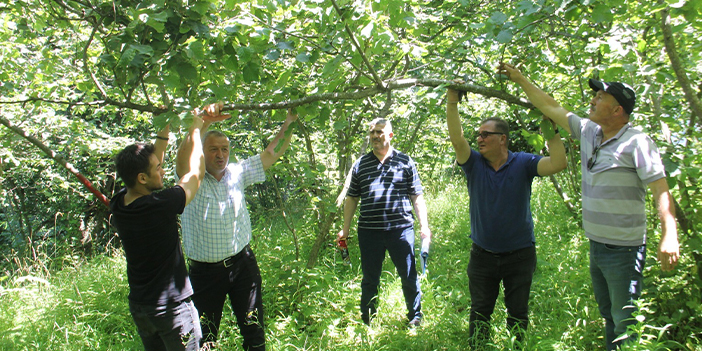 Trabzon'da fındıkta rekolte tespiti çalışmaları başladı