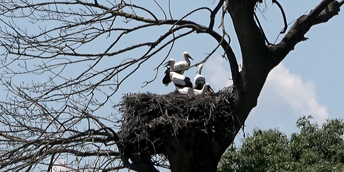 Samsun'da leylek yavruları uçmaya hazır!