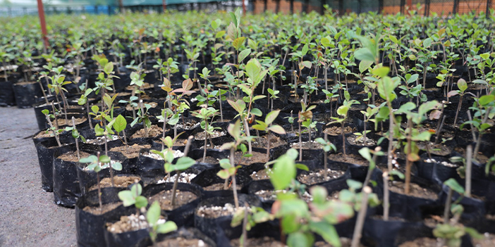 Aronya fideleri Akçaabatlı çiftçilerle buluşacak