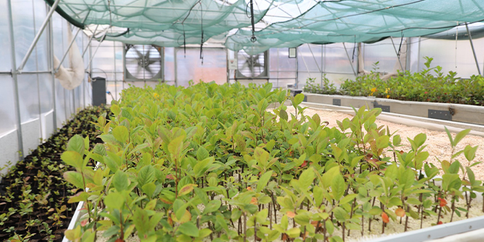 Aronya fideleri Akçaabatlı çiftçilerle buluşacak