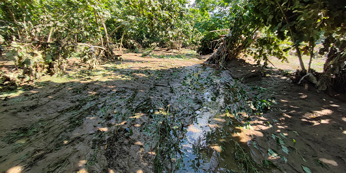 Giresun'da taşan dere fındık ağaçlarına zarar verdi! 