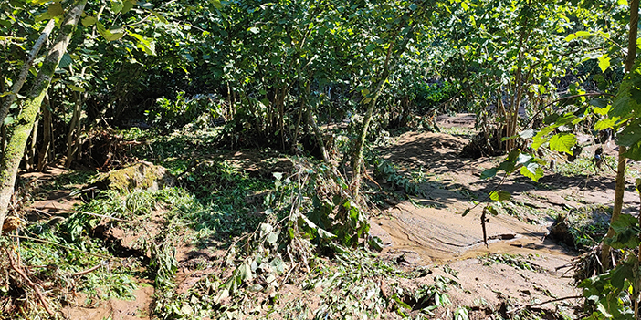 Giresun'da taşan dere fındık ağaçlarına zarar verdi! 