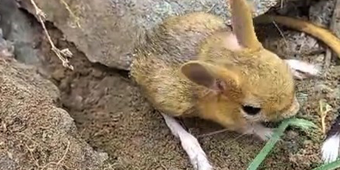 Gümüşhane'de Arap tavşanını önce kurtardı sonra elleriyle besledi