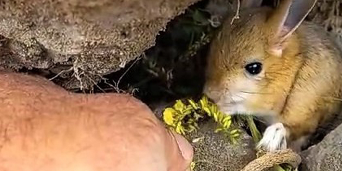 Gümüşhane'de Arap tavşanını önce kurtardı sonra elleriyle besledi