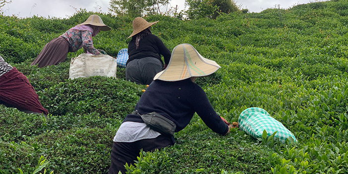 Karadeniz'de 'Z kuşağı' çay tarımından uzak "Gençleri tarlaya sokmak çok zor"