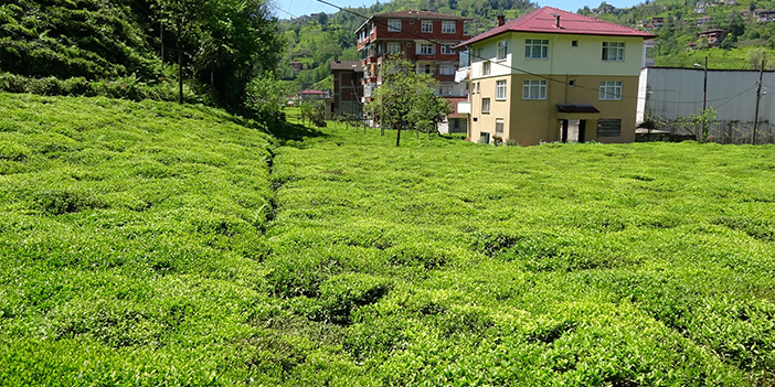 Karadeniz'de 'Z kuşağı' çay tarımından uzak "Gençleri tarlaya sokmak çok zor"