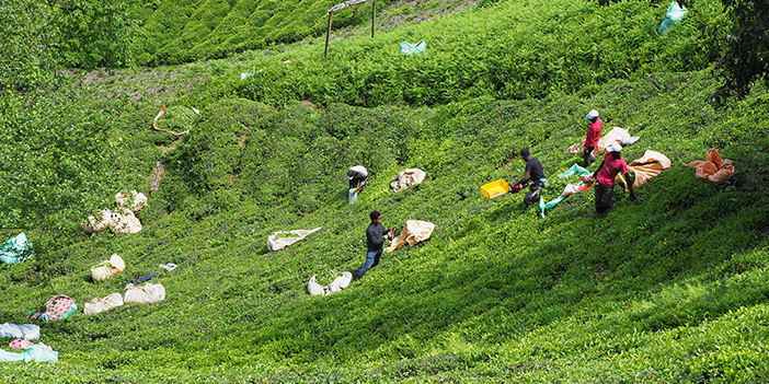 Karadeniz'de 'Z kuşağı' çay tarımından uzak "Gençleri tarlaya sokmak çok zor"