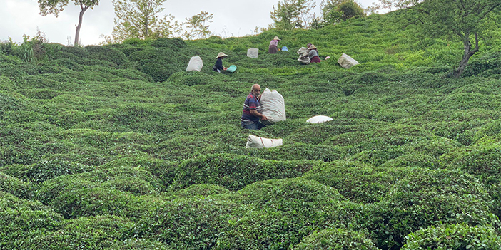 Karadeniz'de 'Z kuşağı' çay tarımından uzak "Gençleri tarlaya sokmak çok zor"
