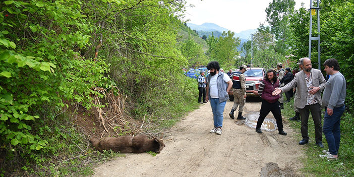 KTÜ'lü profesör duyurdu! Türkiye’de ayı popülasyonu arttı, tehlike büyüdü