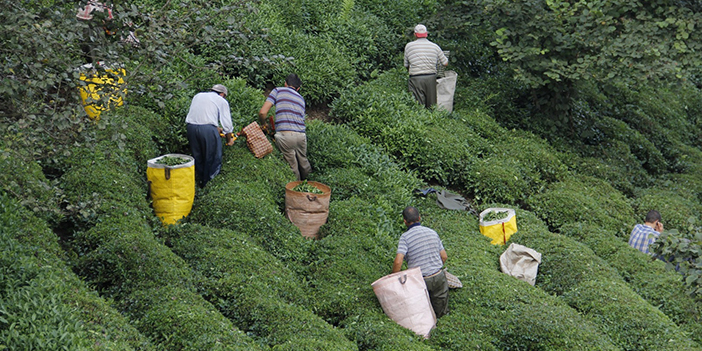 Çay alımlarında özel sektör ÇAYKUR'un önüne geçti