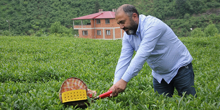 Çay alımlarında özel sektör ÇAYKUR'un önüne geçti