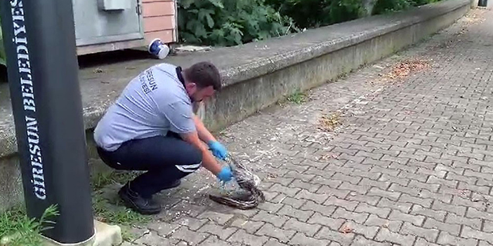 Giresun'da yaralı martının imdadına belediye ekipleri yetişti