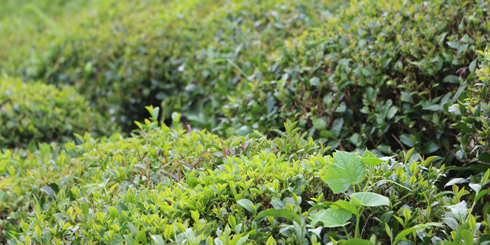 Rize'de görülen bu ot üreticiyi tedirgin ediyor