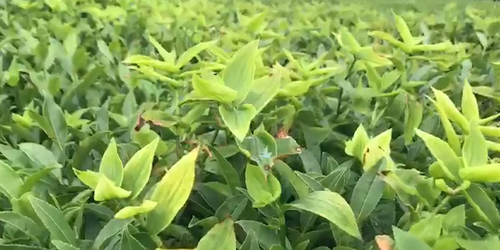 Rize'de görülen bu ot üreticiyi tedirgin ediyor