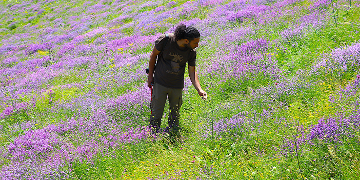 Bayburt'un zirvelerinde endemik bitkilerin izini sürüyor