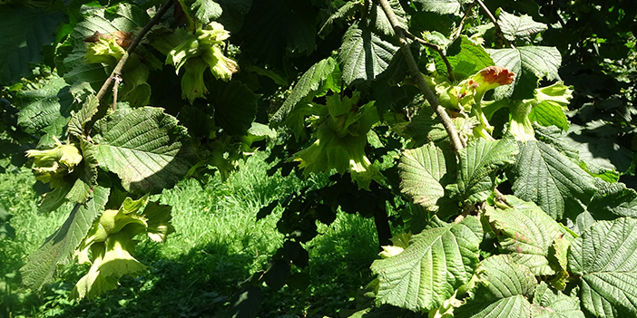 Trabzon'da fındık hasadı öncesi TBB Başkanı'ndan uyarı! " Yerden toplayın"