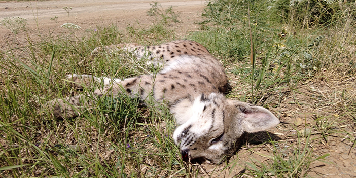 Erzincan'da nesli tükenmekte olan vaşağa araba çarptı