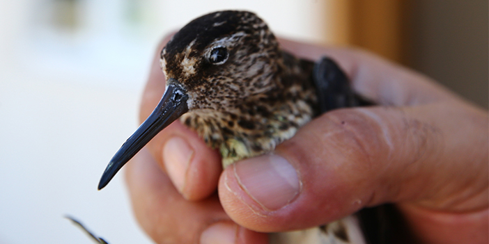 Romanya'da halkalandı Giresun'da koruma altına alındı