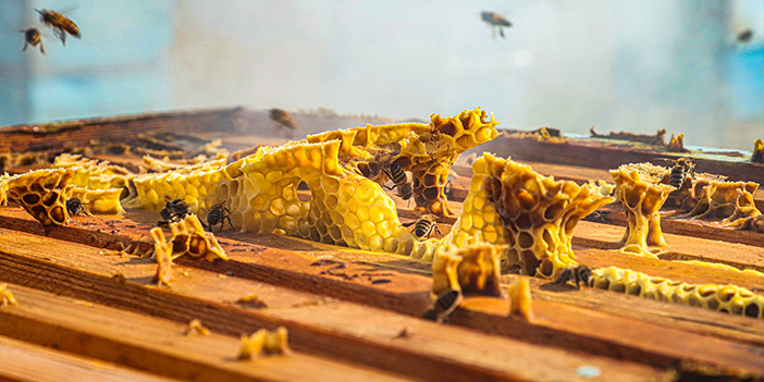 Bayburt'ta arıcılar hasat için bekliyor