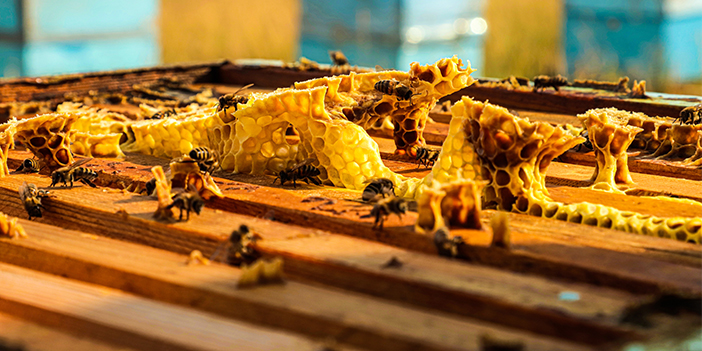 Bayburt'ta arıcılar hasat için bekliyor