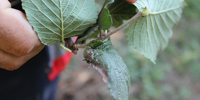 Fındıkta kahverengi ve yeşil kokarca uyarısı