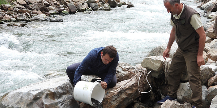Artvin’de 60 bin adet yavru alabalık derelerle buluştu