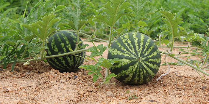 Trabzon'da üretiliyor! Yalıncak kapuzu tehlikede