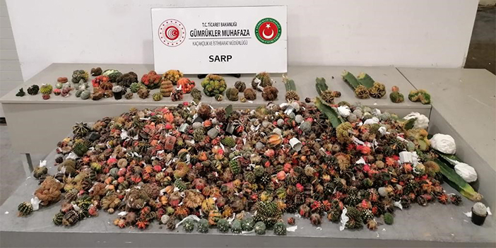 Sarp Sınır Kapısı'nda kaktüs kaçakçılığına geçit yok