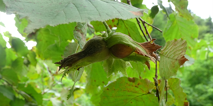 Trabzon'da coğrafi işaretli fındığın hasadına törenle başlandı