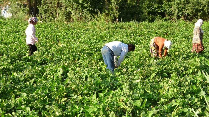 kuraklik-gevas-fasulyesini-vurdu-trabzona-da-geliyor.jpg