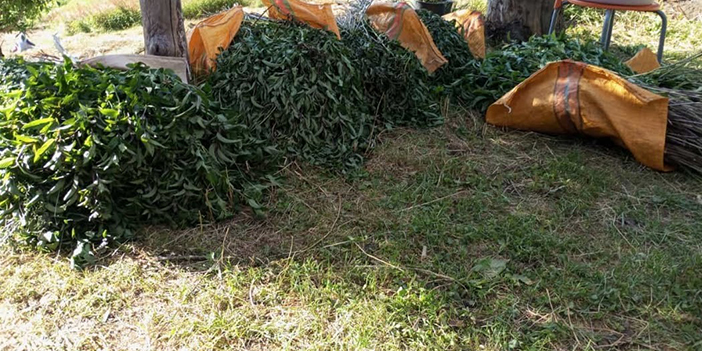 Ordu'da üretilen bu yağın litresinin fiyatı dudak uçuklatıyor