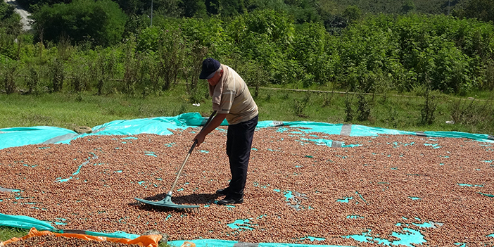Ordu'da üreticilerin zorlu fındık kurutma mesaisi başladı