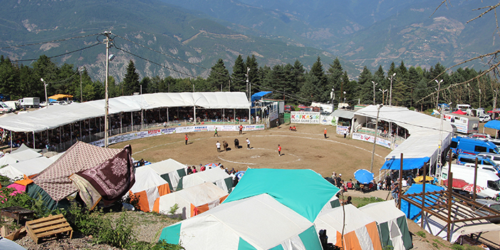 Boğa Güreşleri şampiyonası Artvin'de başladı