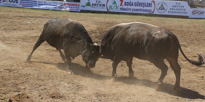 Artvin’de boğalar bu kez Türkiye şampiyonluğu için kapıştı