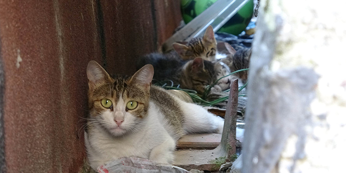 Samsun'da sıkışan kedi için ekipler seferber oldu