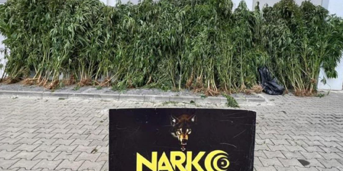 Trabzon’da sokak operasyonları! 3 kişi hakkında işlem