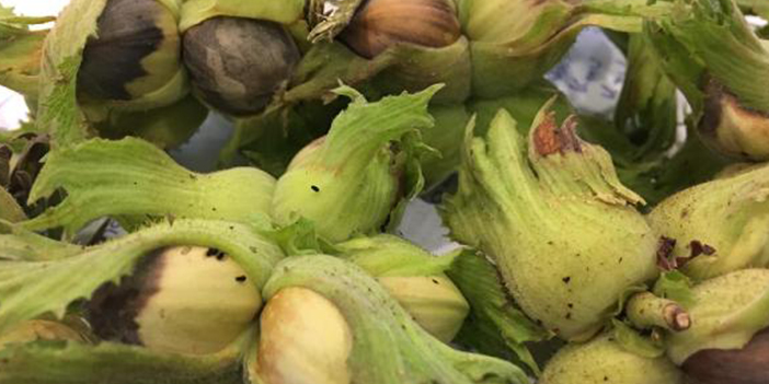 Fındıkta 'boş' oranı 20 yılın en yüksek seviyesinde