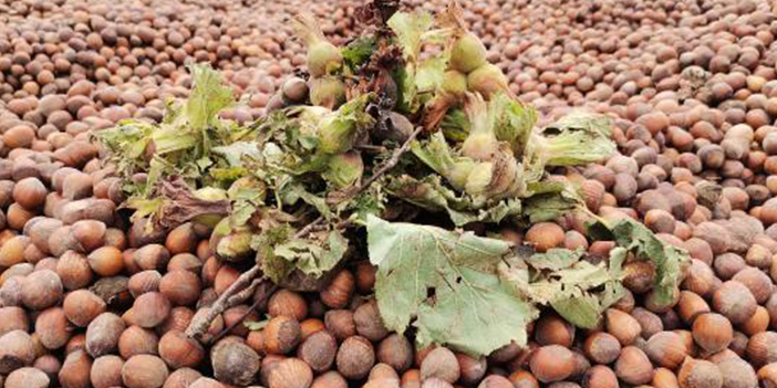 Fındıkta 'boş' oranı 20 yılın en yüksek seviyesinde