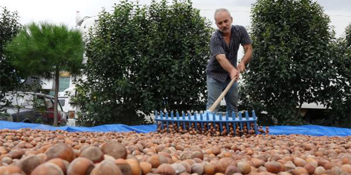 Fındıkta 'boş' oranı 20 yılın en yüksek seviyesinde