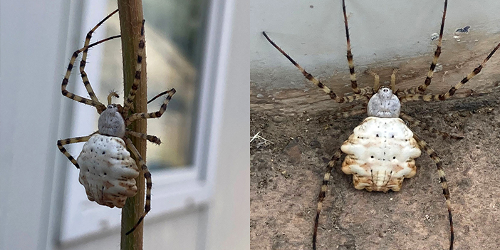 Türkiye'de iki türü var! En zehirli türü Gümüşhane'de görüldü