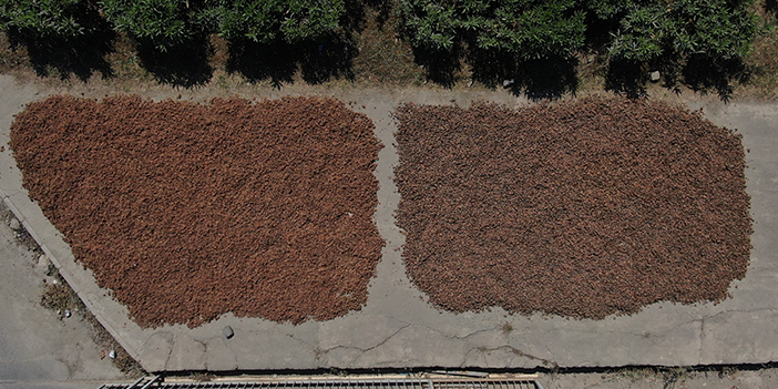Trabzon'da hasat sezonunda korkulu rüya yağmurun yağması 