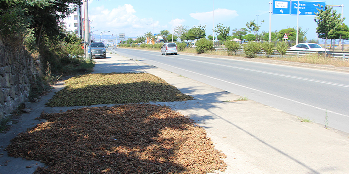 Trabzon'da hasat sezonunda korkulu rüya yağmurun yağması 
