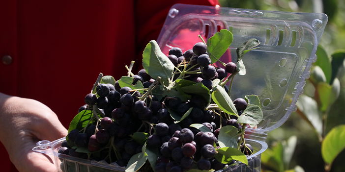 Bayburt'ta süper meyve çiftçinin gelir kapısı 