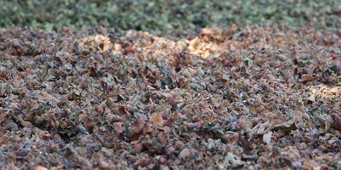 Türkiye'ye fındık ihracatından son 10 yılda milyarlarca dolar gelir