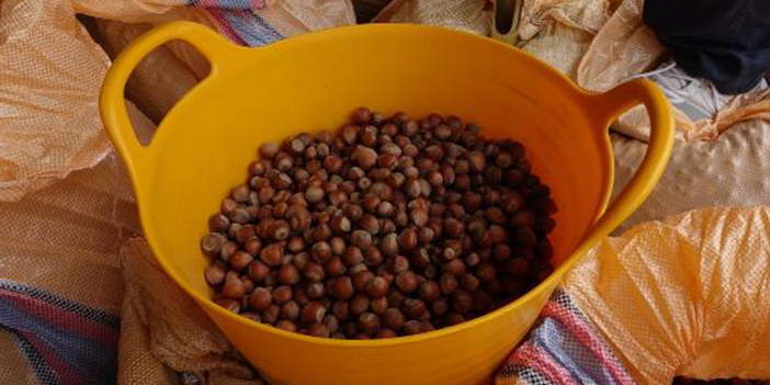 Trabzon'da TMO fındık alımları başladı